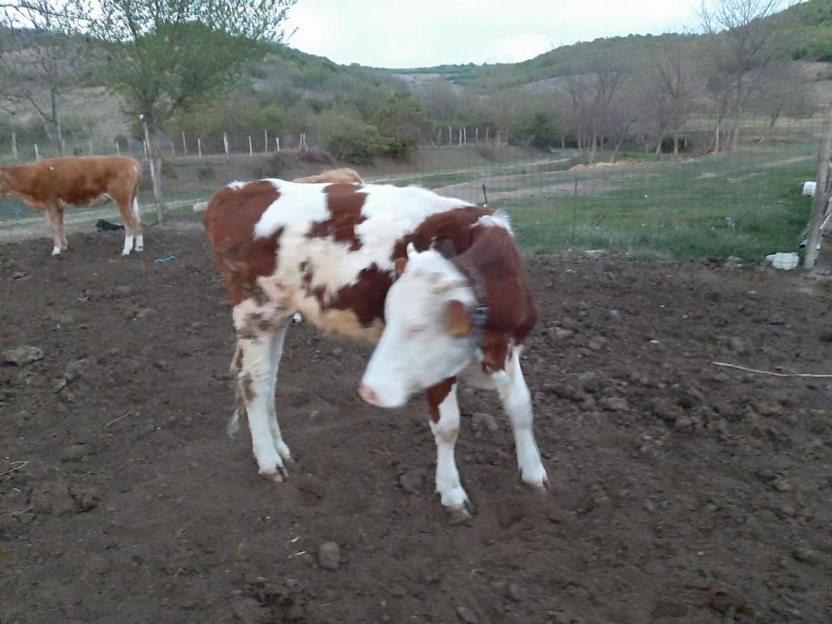 Pensiunea Agroturistica Green Odoba Satuc Ngoại thất bức ảnh